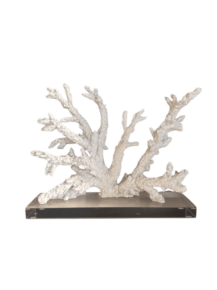 White Coral Specimen on Acrylic Base - photo 1